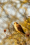 Kestrel - Martlesham Wilds