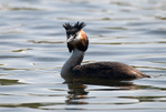 Great Crested Grebe