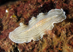 Prostheceraeus vittatus