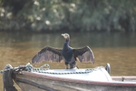 Cormorant 7