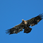 Juvenile Bald Eagle in Flight - 2