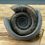 Sold amm 1413 Dactylioceras tenuicostatum