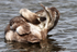 SBD011: Young Whooper Swan