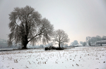 Felton in snow_ 342
