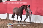 BPP_1447