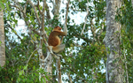 Kinabatangan river