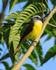Great Kiskadee, Costa Rica