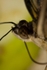 Butterfly6