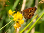 Gatekeeper