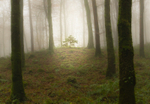 Foggy morning at Mullaghmeen Forest, County Westmeath, Ireland.