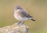 Eastern Black-eared Wheatear 1