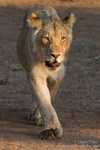 Young male lion in Mashatu