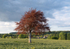 5th May Copper Beech