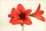 Hippeastrum 'Firecracker' 2