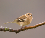 Chaffinch