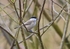 Marsh Tit