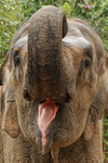 Female Asian Elephant open mouth, Phnom Tamao, Cambodia
