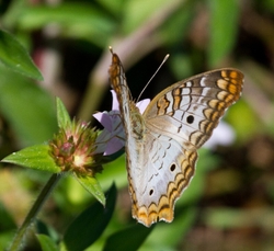 AnimalsCreatures _0055