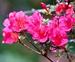 Bright Pink/Red Azalea