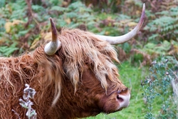 Highland Cow
