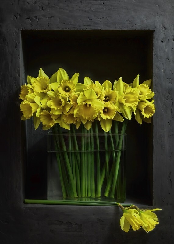 Daffodils