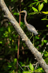 Tricolored Heron (juvenile), Costa Rica