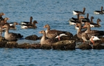 Greylag Geese