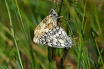 Marbled Whites