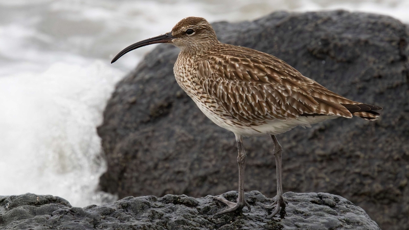 Eurasian Whimbrel - Kildonan - Isle of Arran - Scotland
