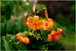 Lilium davidii var. wilmottiae 1