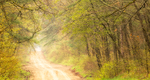 Sand Road--Norfolk County