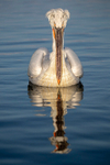 Dalmatian Pelican