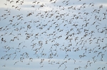 Golden Plover