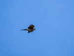 Sparrowhawk
