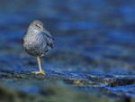 Wandering Tattler standing on one leg, Ke'e Beach, Kauai