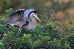 Great Blue Heron raised wings, Venice Rookery, Florida