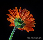 Gerbera Drops