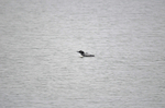 Great Northern Diver