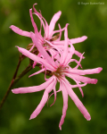 Ragged Robin (02)