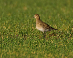 Golden Plover (non-breeding plumage), Oxfordshire