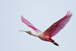 Roseate Spoonbill