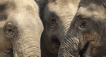 Asian Elephants
