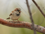 House Sparrow portfolio