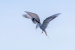Arctic Tern Squabbling