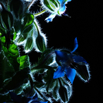 Illuminated Plantlife