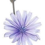Chicory (Cichorium intybus)