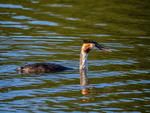 Great Crested Grebe