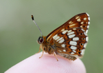 Duke of Burgundy
