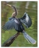 Birds - Color - 10