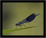 Banded Demoiselle.